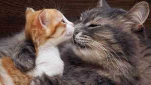 Ako sa vyskytnúť priateľov dve mačky alebo mačky: tipy a dôležité nuansy